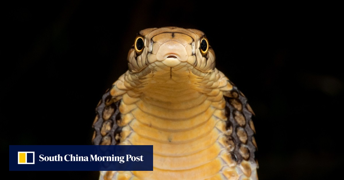 Facebook snake photo competition incredible images of Hong Kong snakes