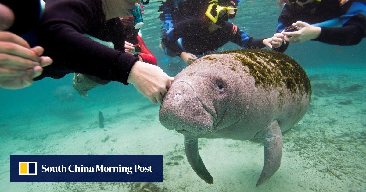 Manatee found with ‘Trump’ carved on back prompts abuse investigation