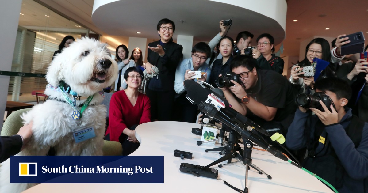 University of Hong Kong mourns the death of Jasper, its inhouse