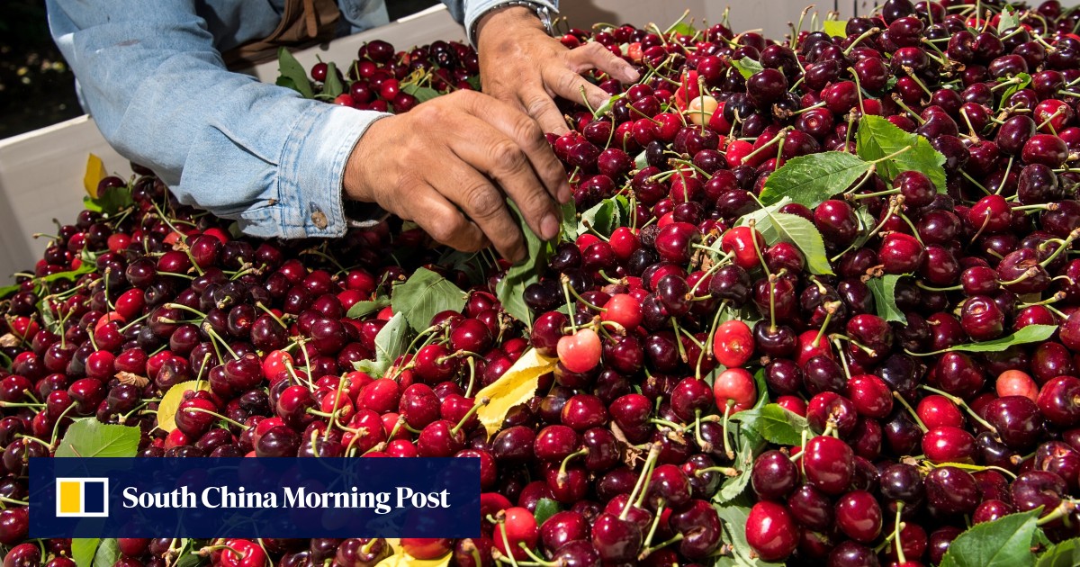 China’s cherry sales suffer ‘devastating blow’ after reports of