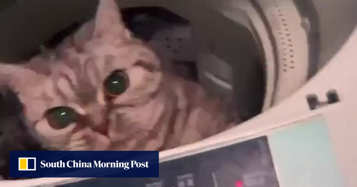 Hong Kong police arrest woman over viral video of cat trapped in