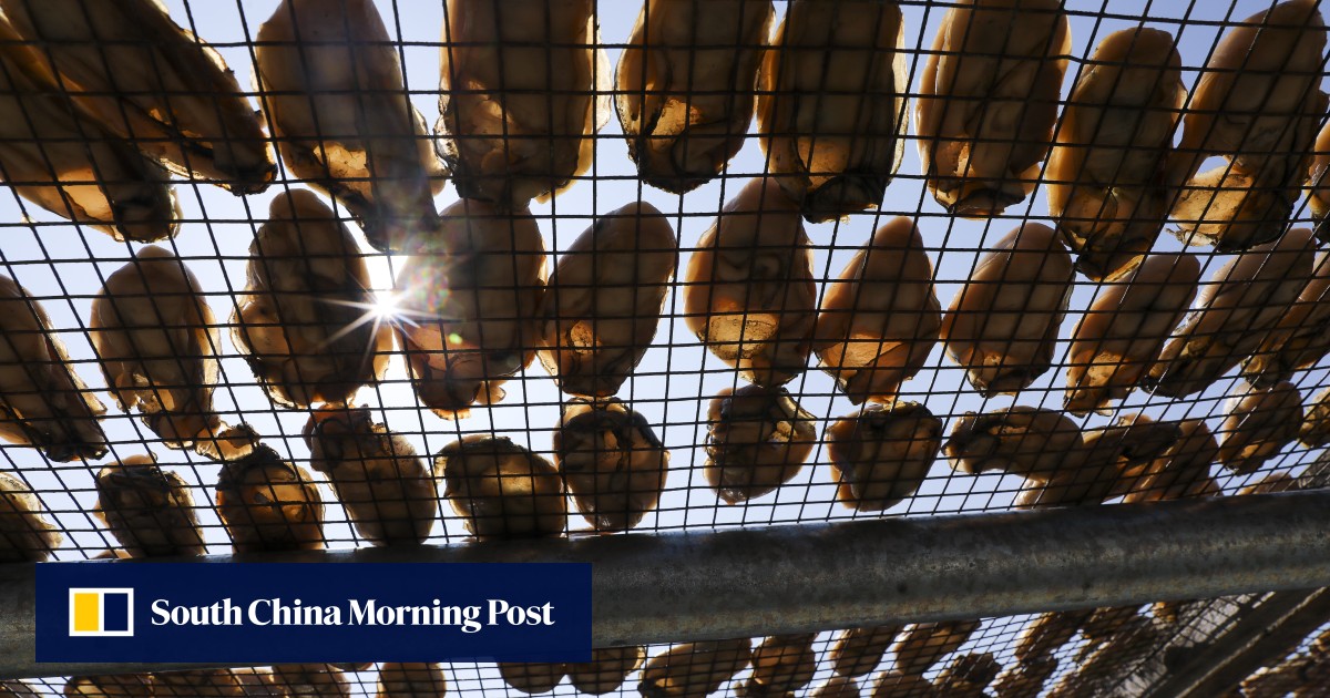 Plagued by dwindling harvests and shrinking shellfish, Hong Kong oyster ...