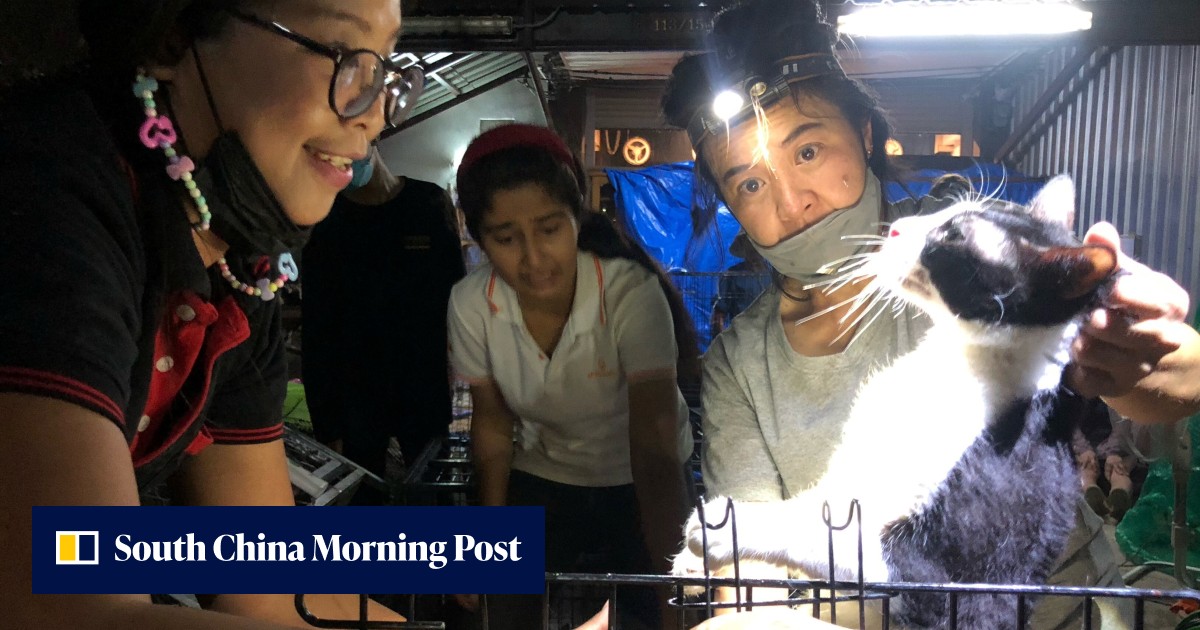More than 300 abandoned cats rescued from two Bangkok houses | South ...