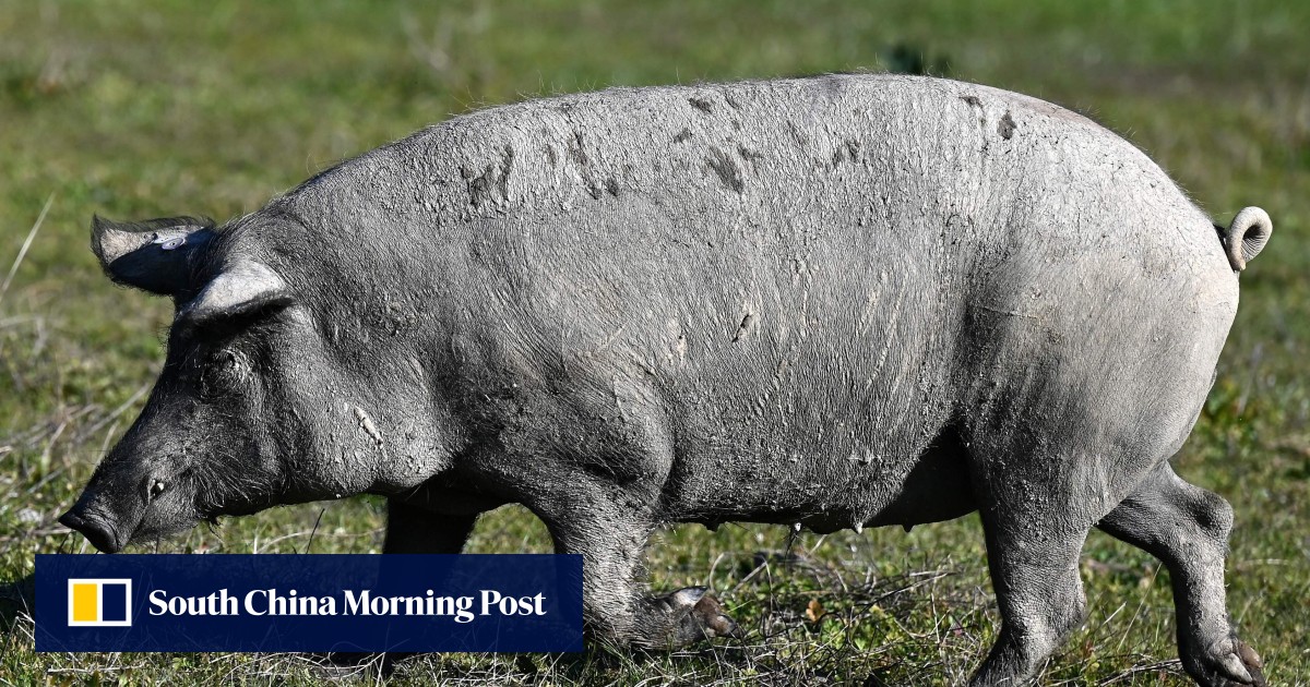 Mammals Can Breathe Through Anus In Emergencies Say Japanese