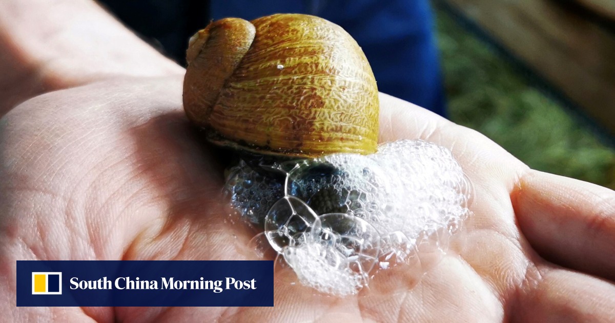 Snail slime soap promoted for its antiageing properties French
