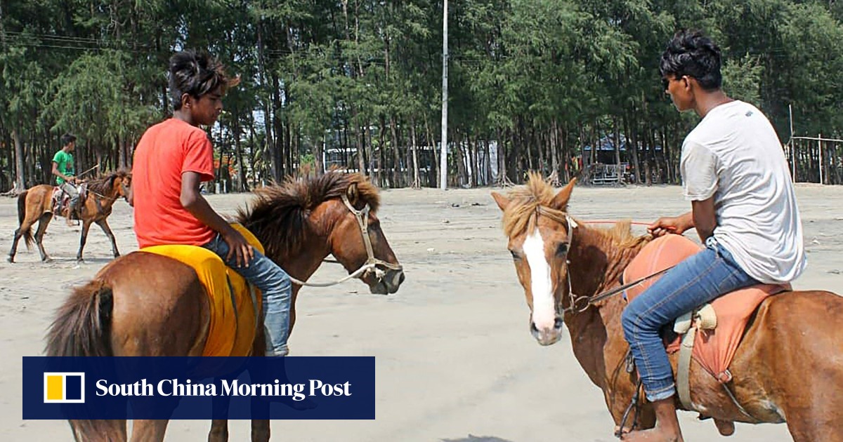 Deadly impact of Covid19 on tourism as more than 20 horses die of starvation in one month at