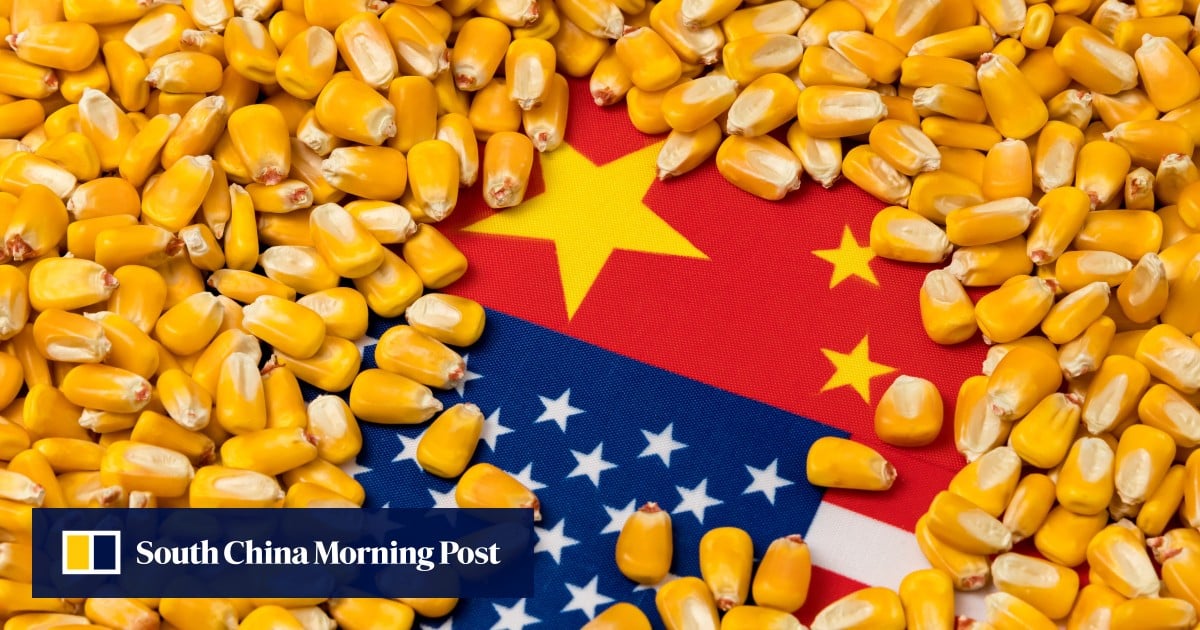 China’s corn imports set to reach record levels this year, as high