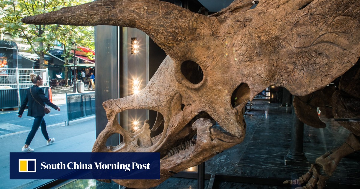 largest triceratops