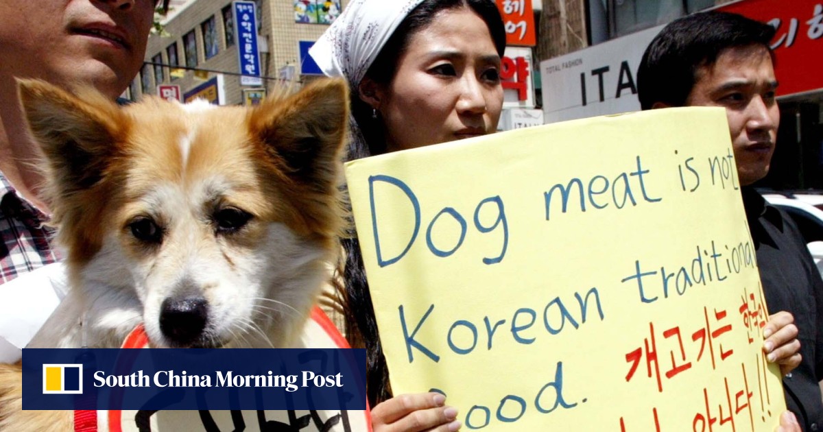Korean new arrivals eat dogs