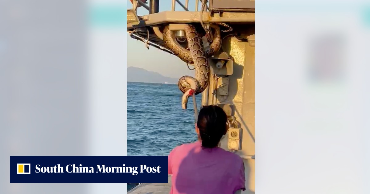 Hong Kong police officers discover 2-metre Burmese python on board ...
