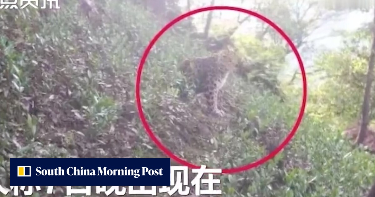 Chinese wildlife park at centre of escaped leopards debacle quietly ...