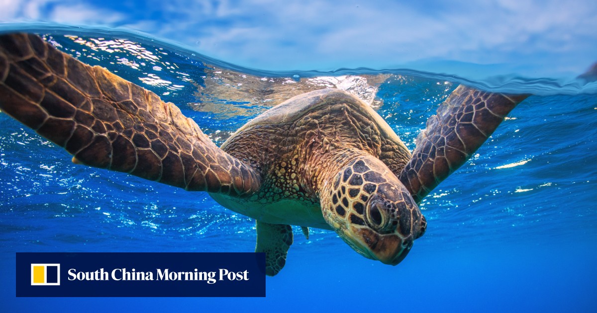 World Turtle Day 2020: 10 shell-shocking facts about the reptiles in a  half-shell - YP | South China Morning Post