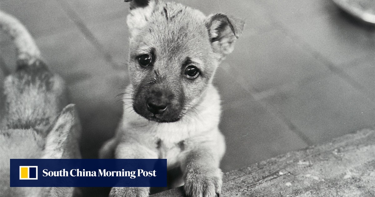 Face Off: should Hong Kong have harsher punishments for animal abuse? - YP  | South China Morning Post