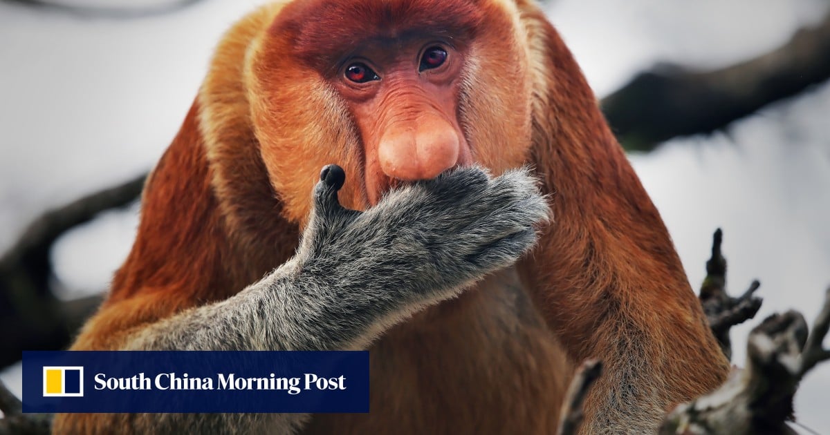 The 7 weirdest animals you need to know - YP | South China Morning Post The 7 weirdest animals you need to know - YP | South China Morning Post