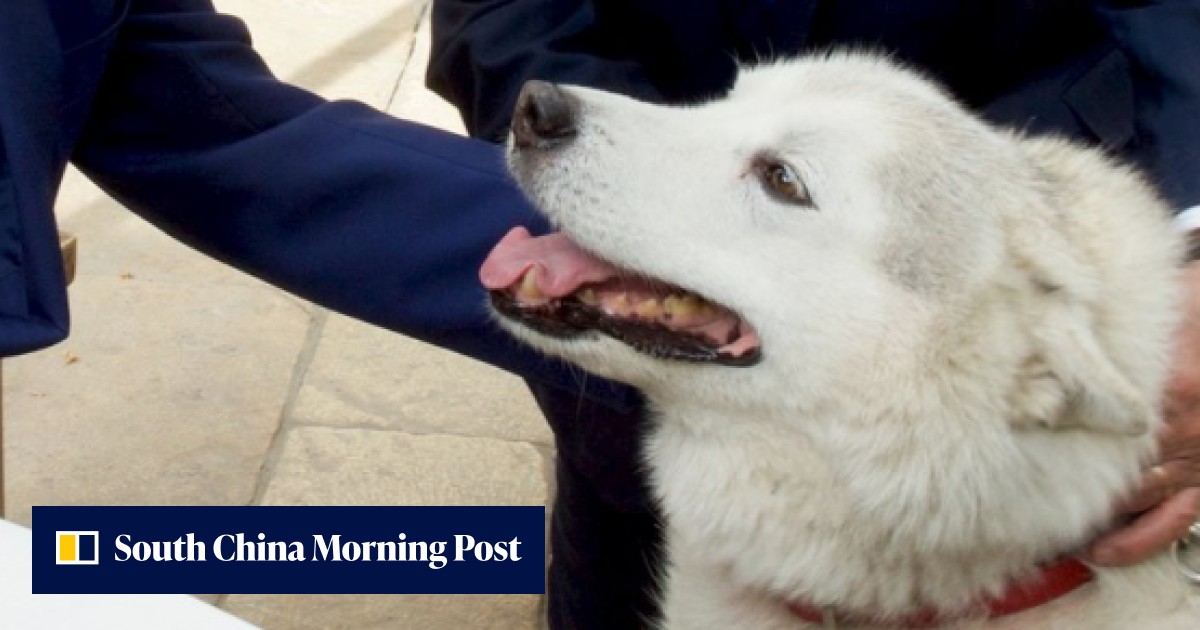 Israeli PM’s dog Kaiya quarantined after biting party guests | South ...