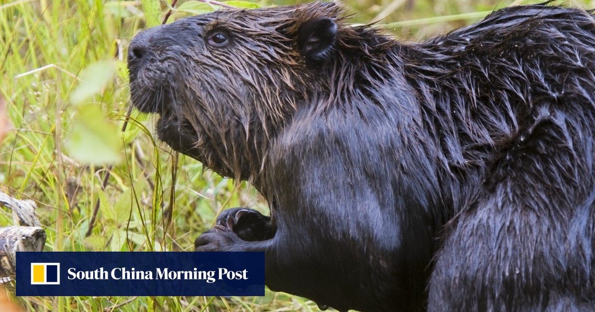 Book review: how hat trade nearly wiped out beavers | South China ...