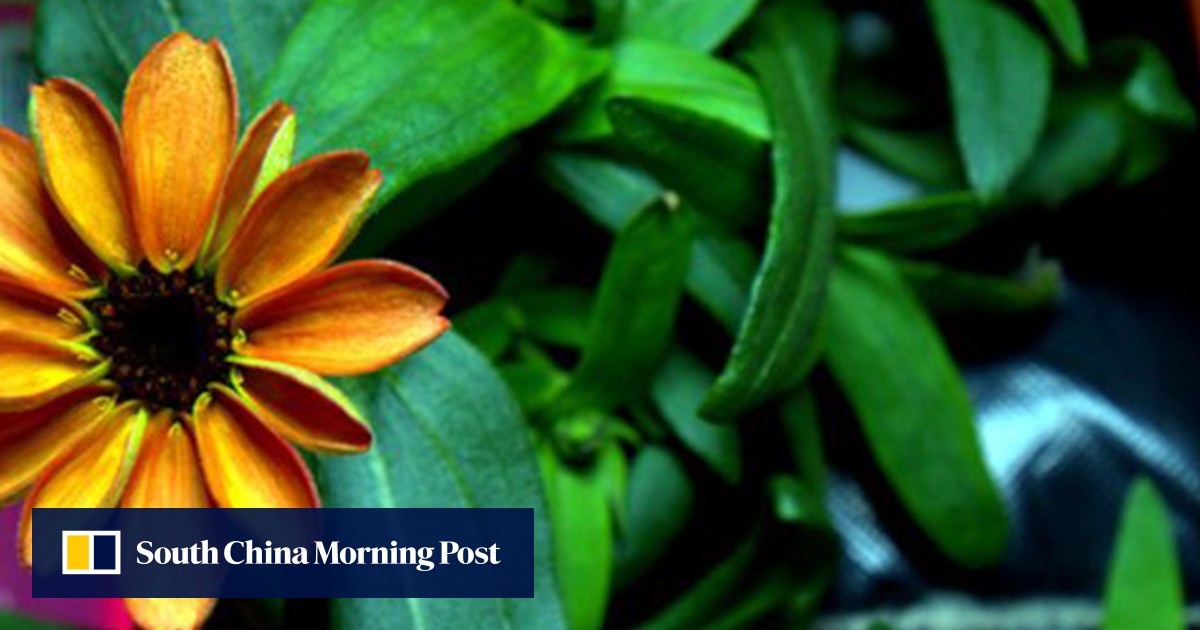 First flower in space blooms aboard International Space Station | South ...
