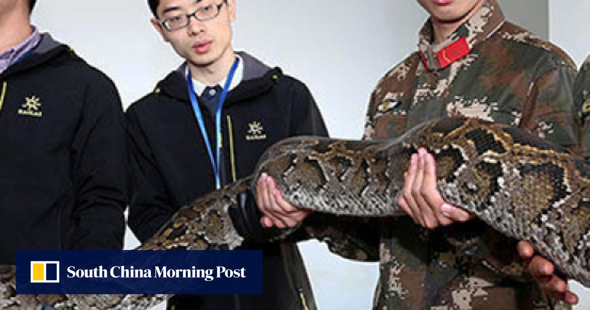 Huge python found by troops on Hong Kong-mainland border | South China ...