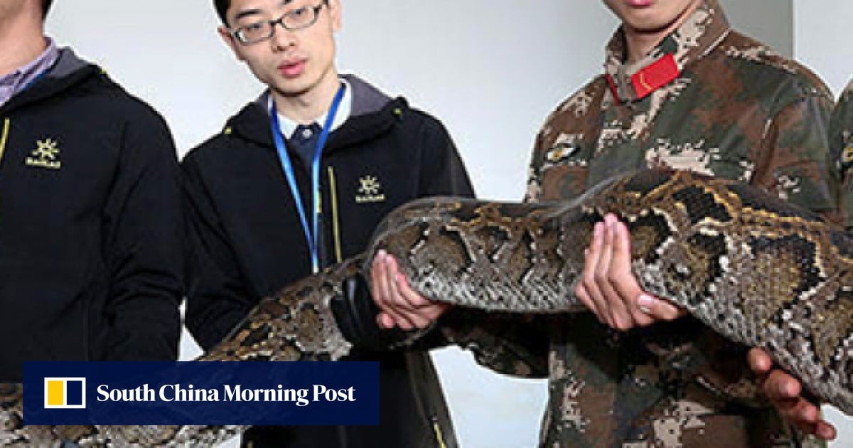 Huge python found by troops on Hong Kong-mainland border | South China ...