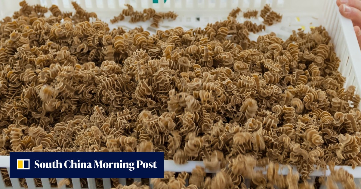 Primo Insect Pasta ‘It’s the protein of the future’: Meet the French pasta chef ...
