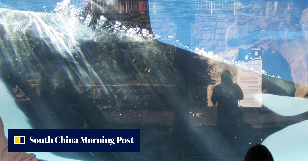 SeaWorld boss admits using double agents to infiltrate animal-rights ...