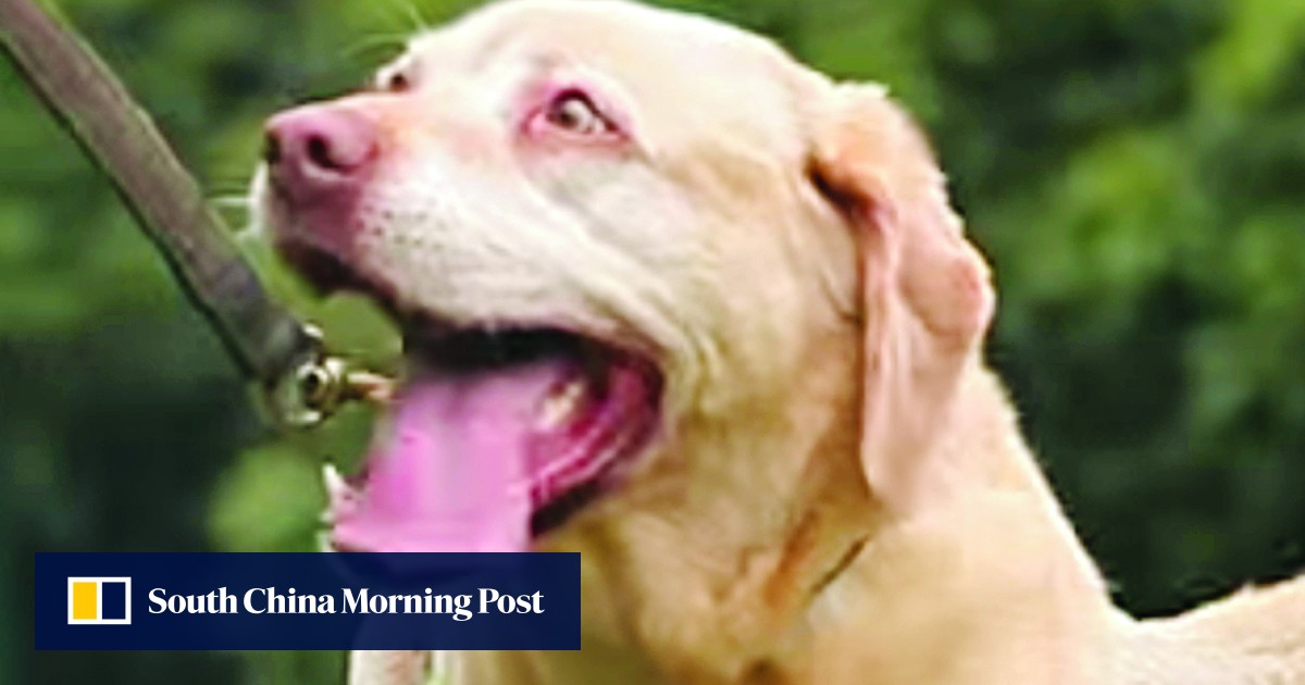 Muzzle this dog patrol business, urges Hong Kong animal welfare group