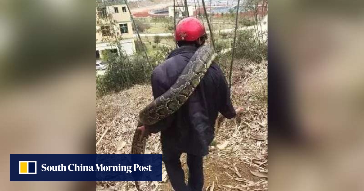 Huge python, almost 4 metres long, found by building workers in China ...