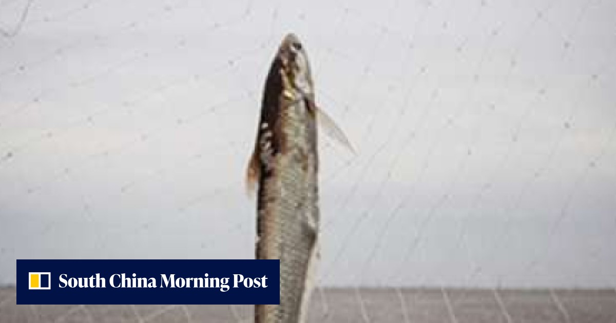 Price of rare fish soars in China as diners want ‘one last taste ...