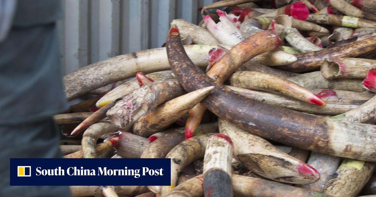 Crush and burn: Malaysia destroys for the first time huge ivory trove ...