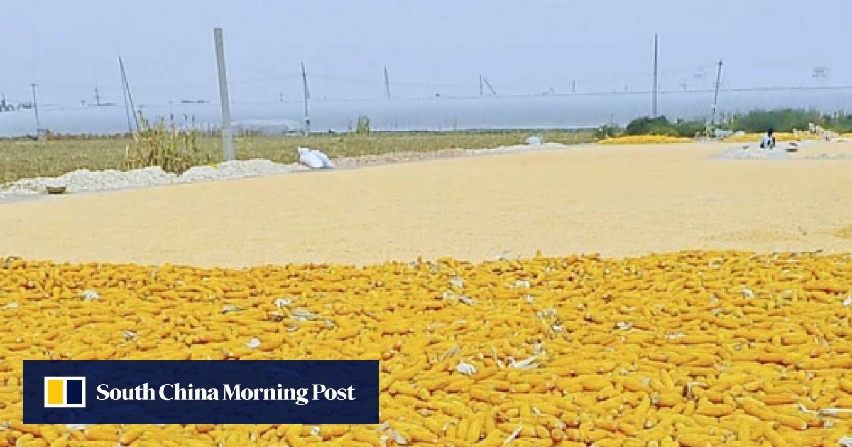 Update | China grain surplus reaches record peak but official warns ...