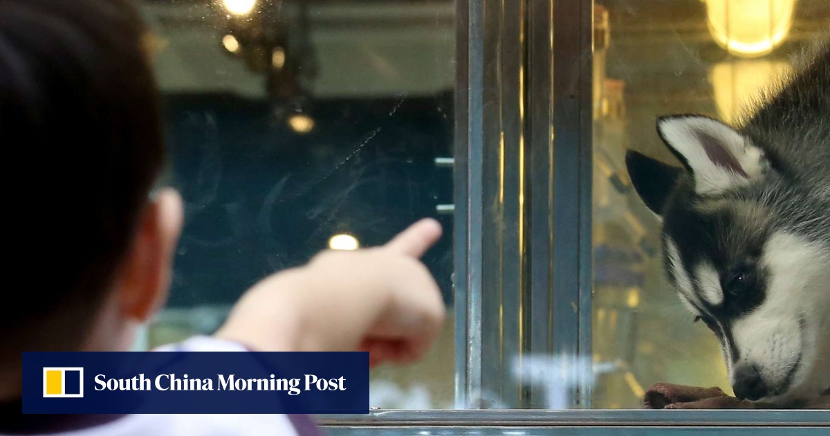 Hong Kong lawmakers to act to close loophole in dog breeding law