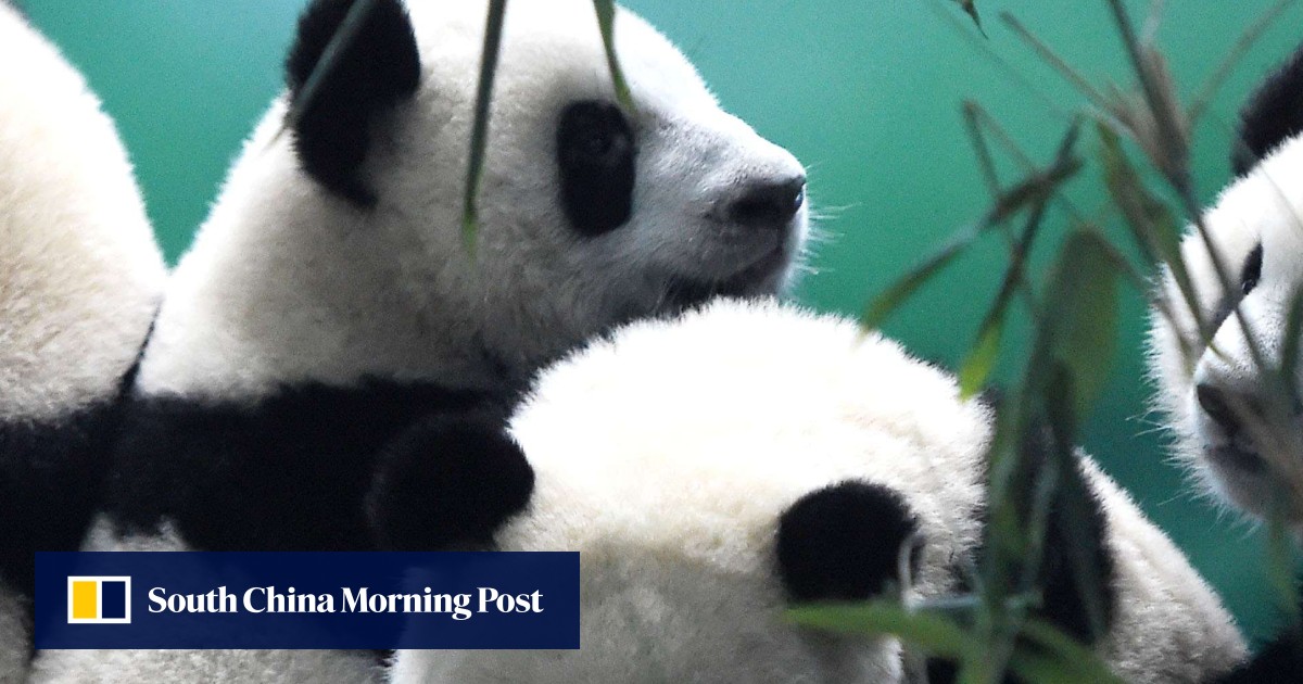 Global nature conservation group to assess status of giant pandas ...