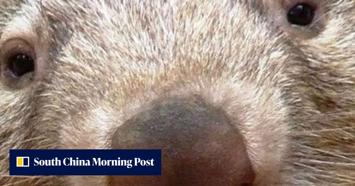 Australia mourns as depressed wombat dies after being deprived of ...