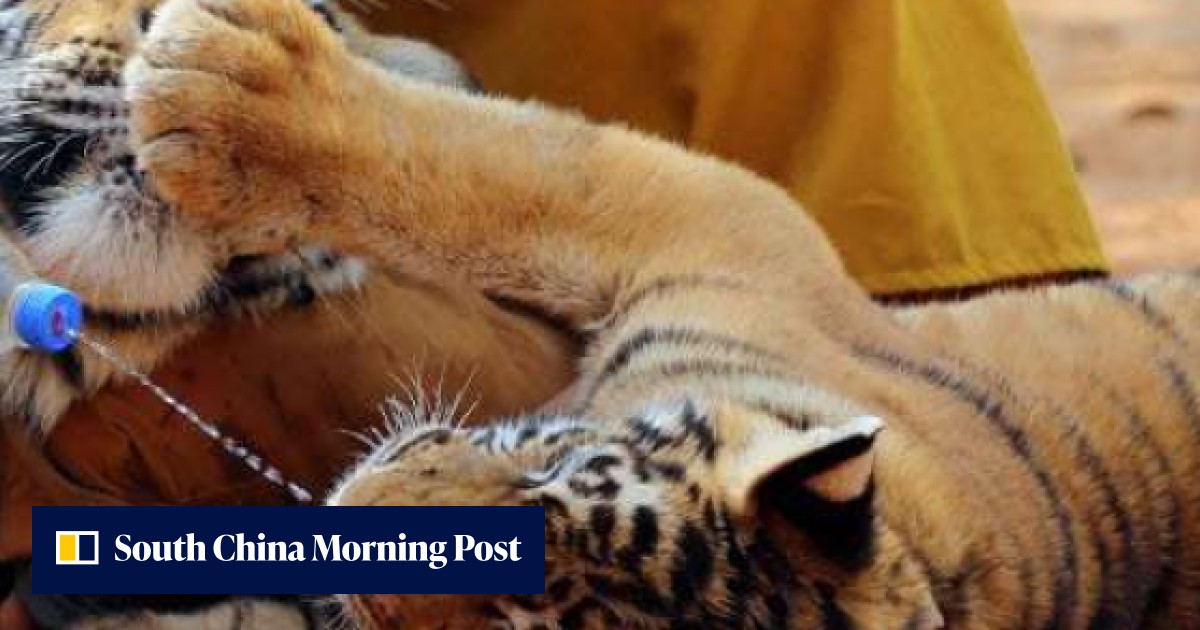 Raid on Tiger Temple reveals grim reality of Thailand’s rampant animal ...