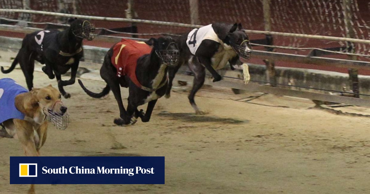 That’s cruel Greyhound racing banned in Australian state of New South