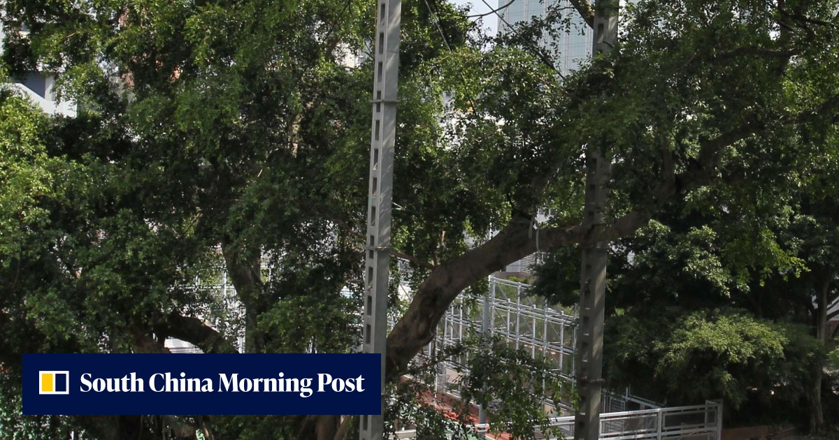 ‘Cancer trees’ can be saved, Hong Kong experts say as they urge ...
