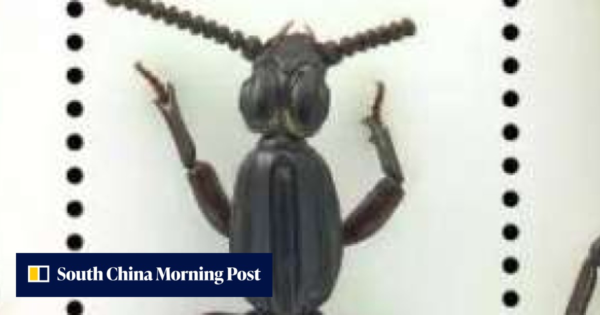 Crushed underfoot: beetle named after China’s President Xi Jinping is a ...