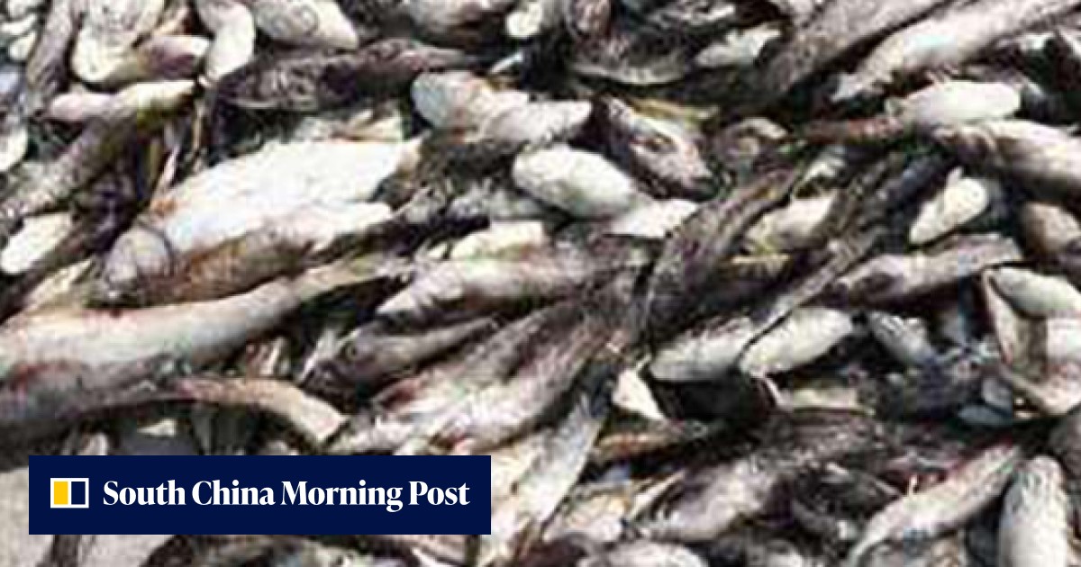 Tons of fish fry at southwestern China aquatic farm in ongoing heatwave ...