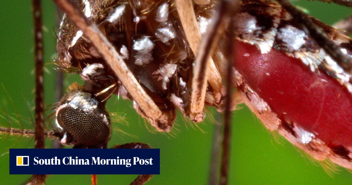 They’re here: Mosquitoes now spreading Zika virus in US | South China ...