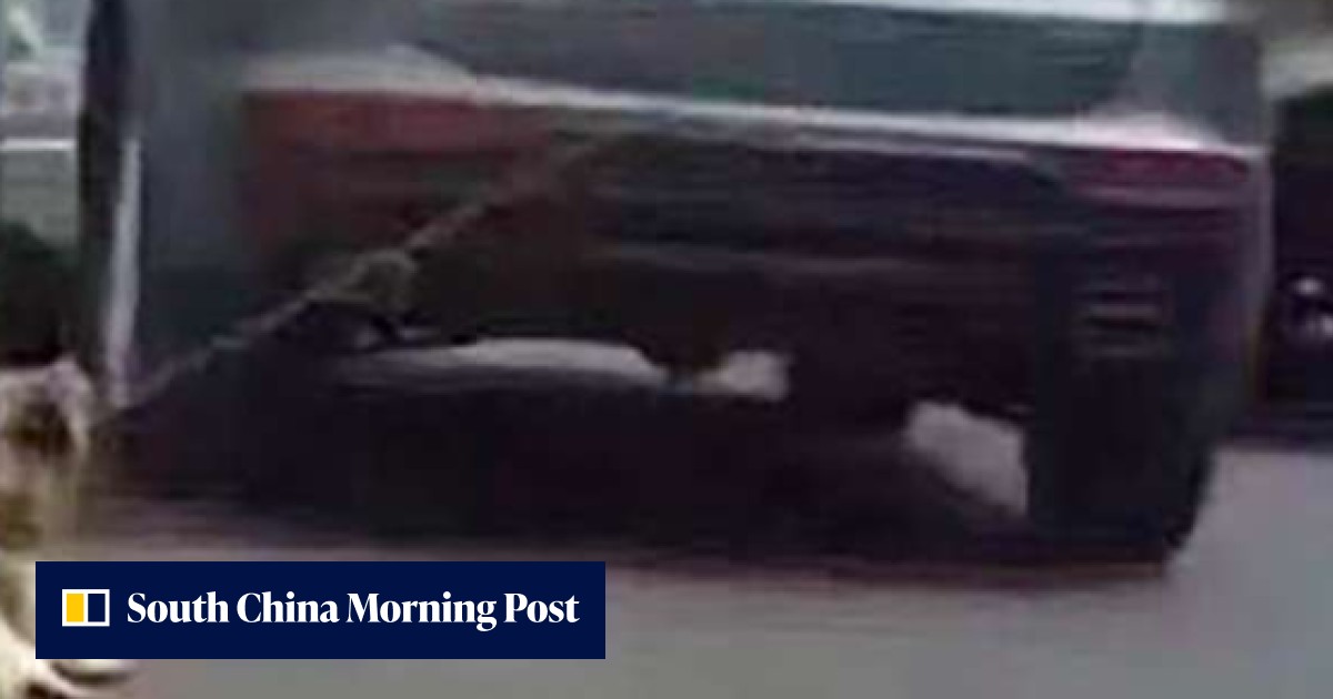 Man who dragged dog to death behind car detained by police for ...