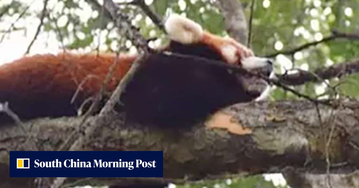 Fugitive red panda recovered by Chinese zoo after eight months on the ...