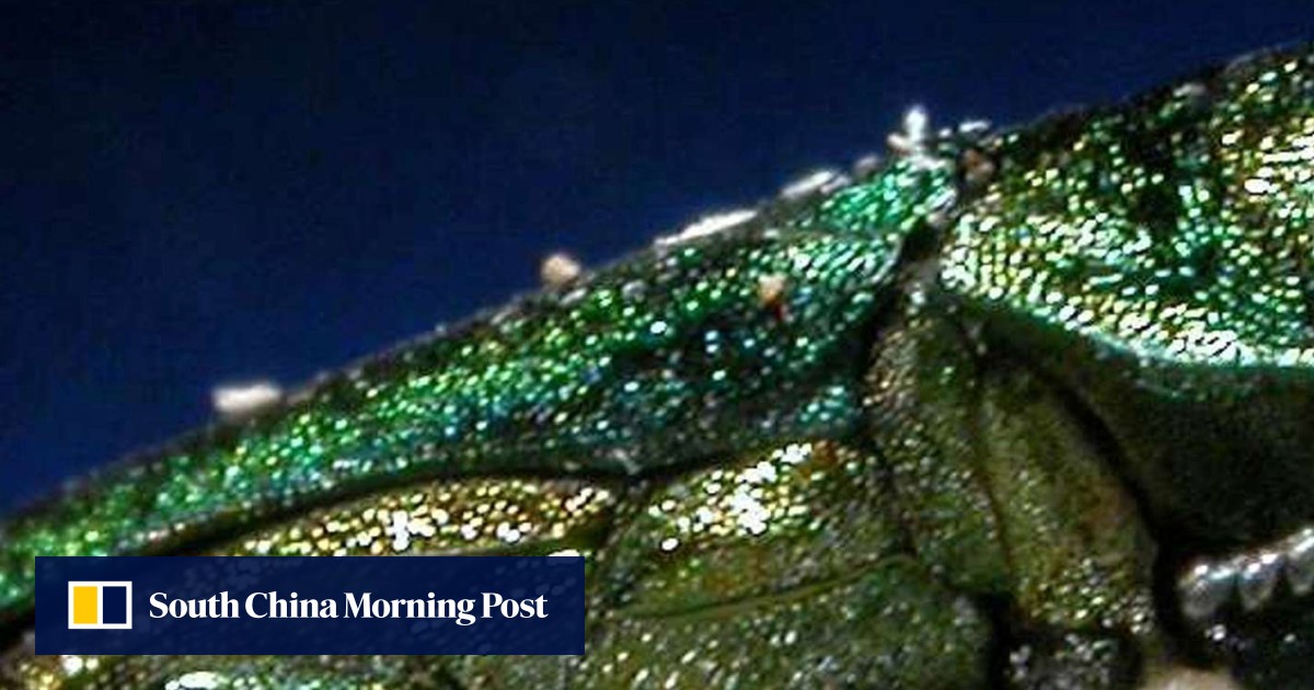 A tiny Chinese beetle is wreaking havoc on North America’s trees, in ...