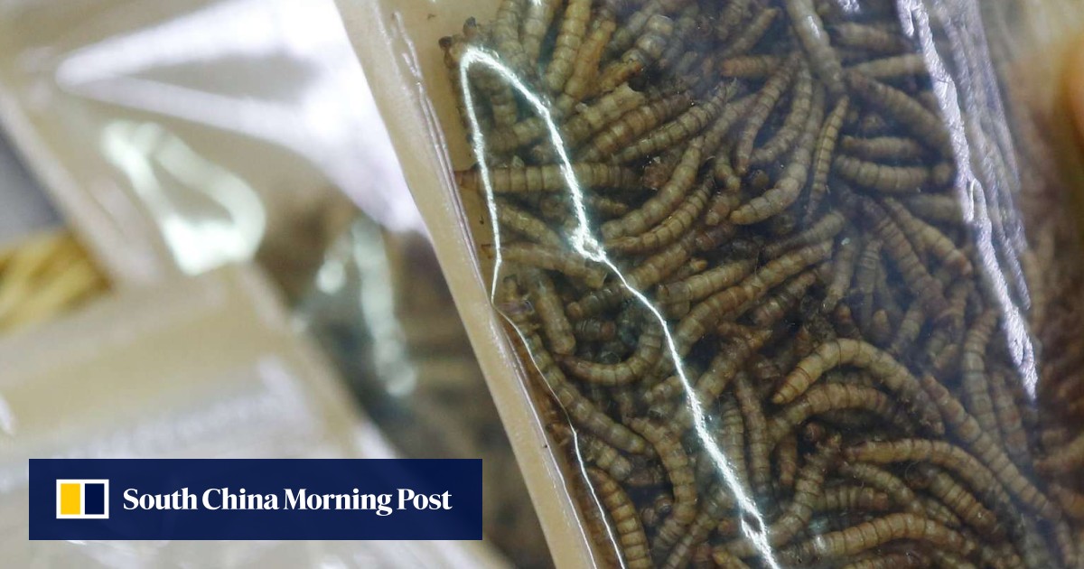 Male honey bee larva earns title of edible insect in S. Korea