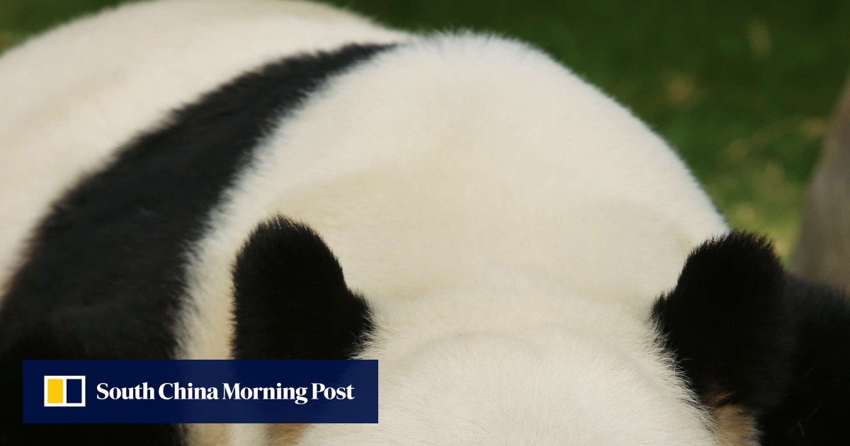 Panda Ying Ying not pregnant, says Hong Kong’s Ocean Park South China