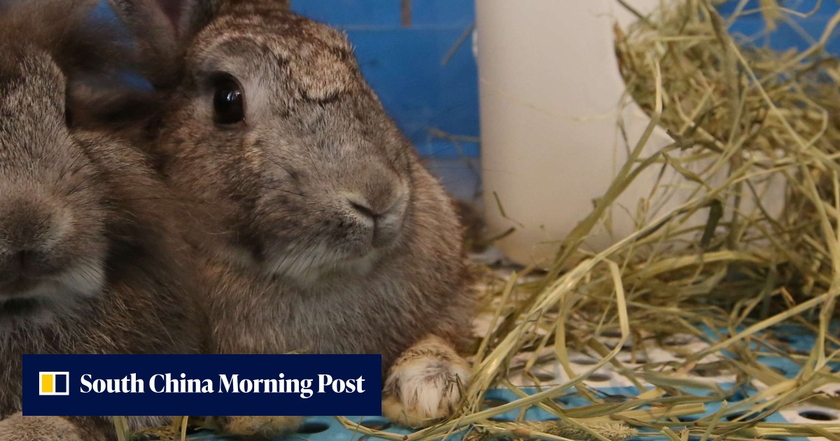 Hong Kong’s first rabbit cafe in hot water over licensing problems ...