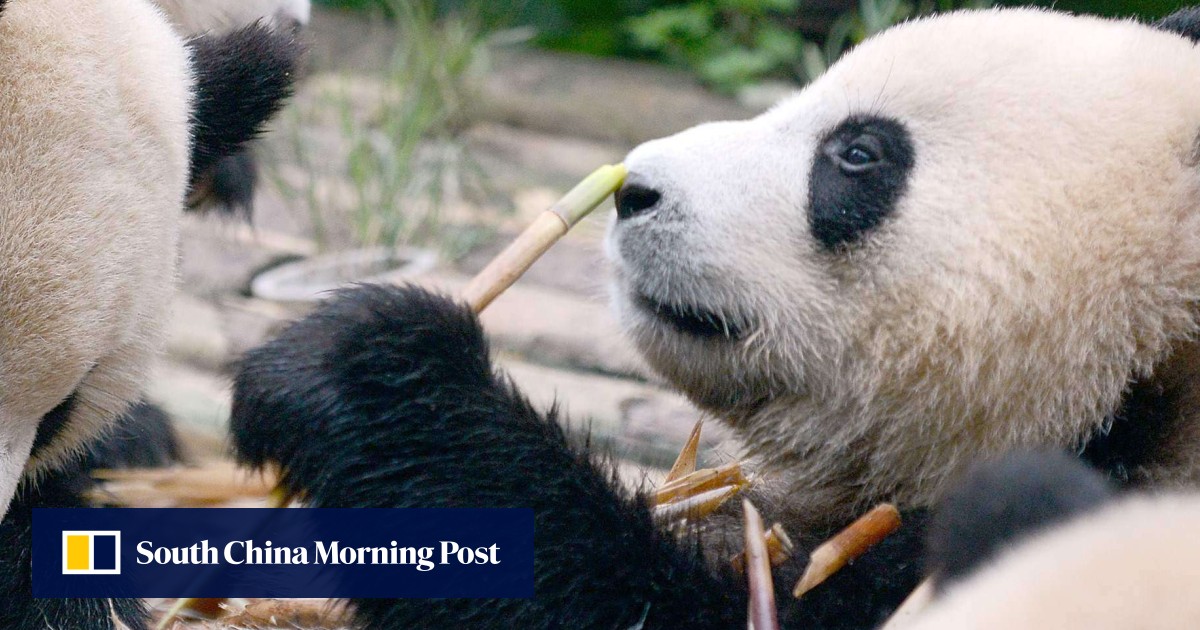 Eats Shoots And Rarely Breeds Giant Pandas ‘still At Risk South China Morning Post