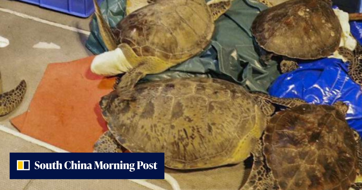 Dozens of rare turtles rescued from fish raft near Lamma Island | South ...
