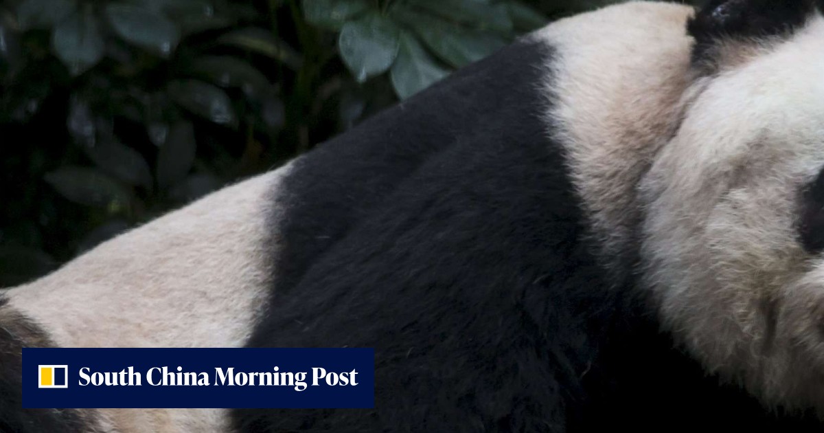 Johnson Panda Local museum or mainland nature reserve ... what happens to giant panda ...