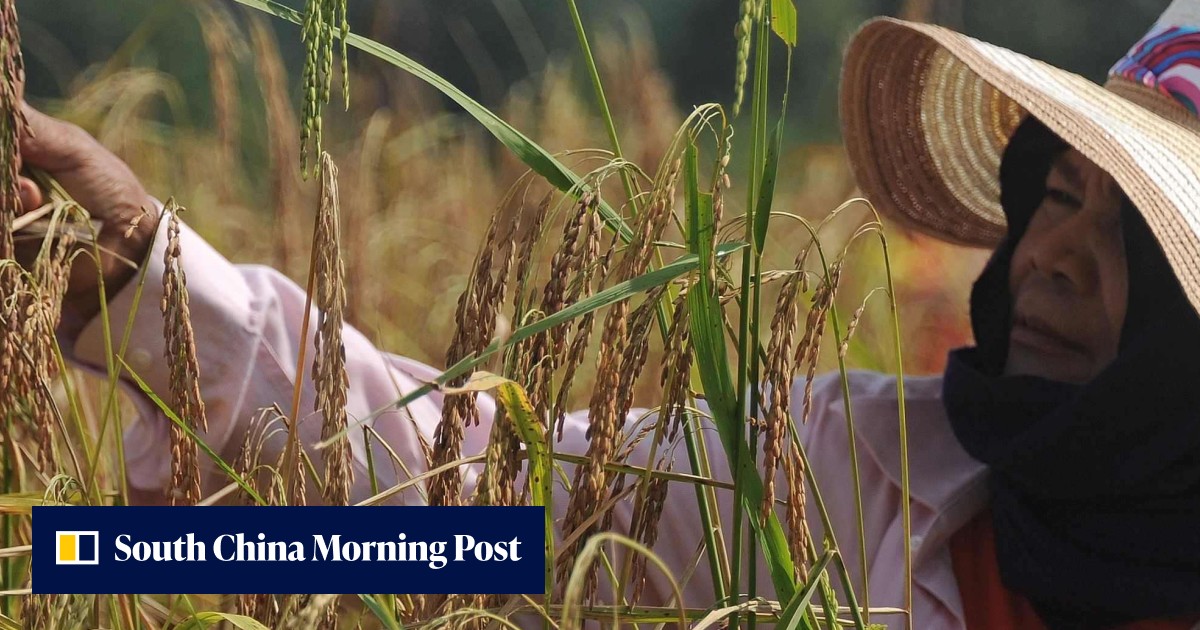 Thailand’s junta rolls out rescue packages to help rice farmers hurt by ...