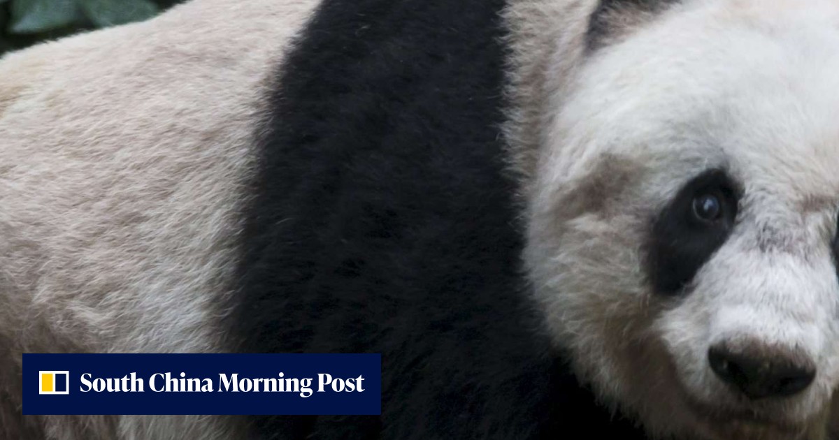 Jia Jia’s fur will warm new generation of giant pandas at Ocean Park ...